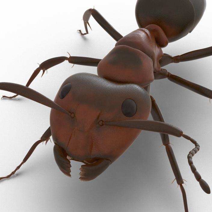 Red Ant Rigged 3D model