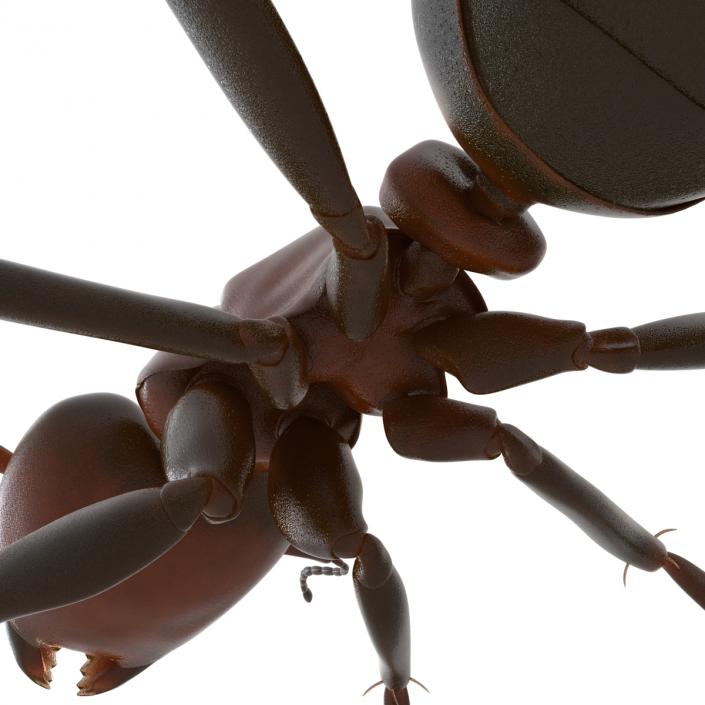 Red Ant Rigged 3D model