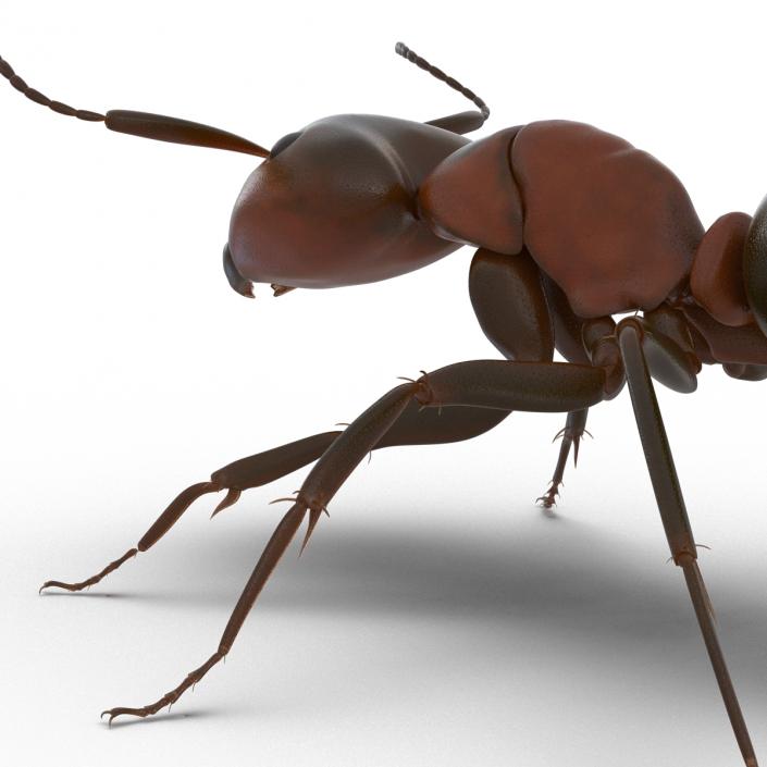 Red Ant Rigged 3D model