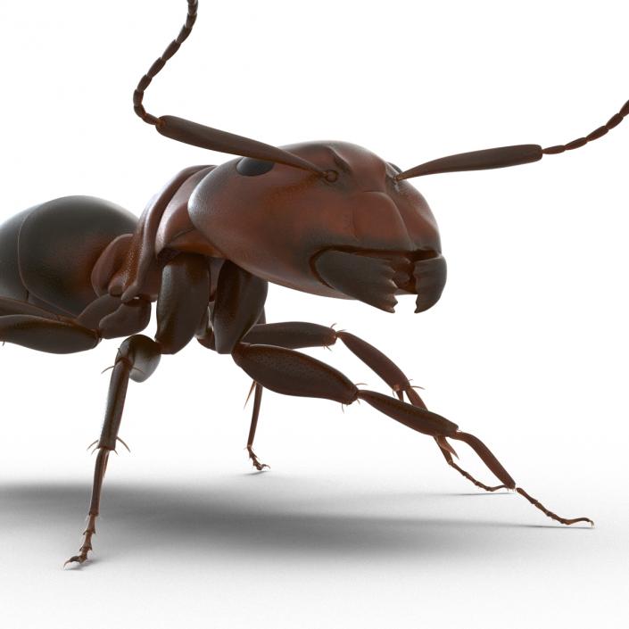 Red Ant Rigged 3D model