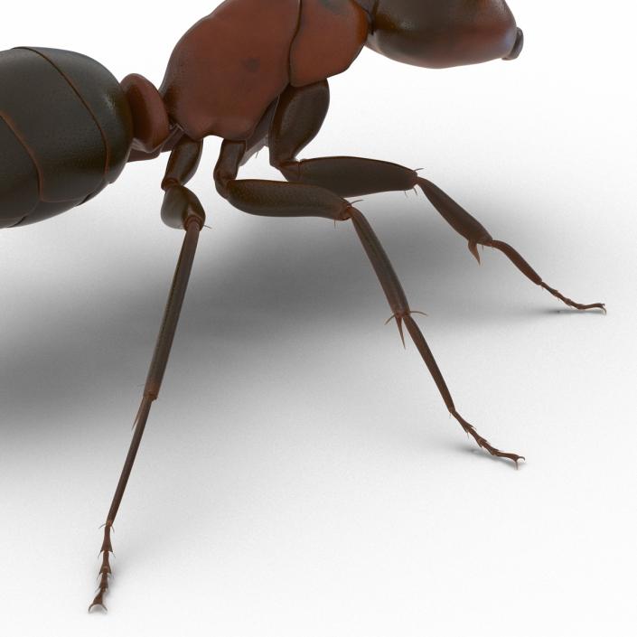 Red Ant Rigged 3D model