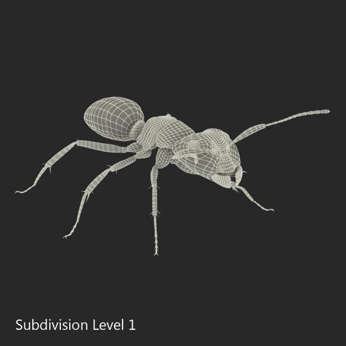 Red Ant Rigged 3D model