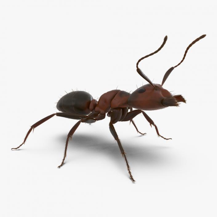 3D Red Ant with Fur Rigged model