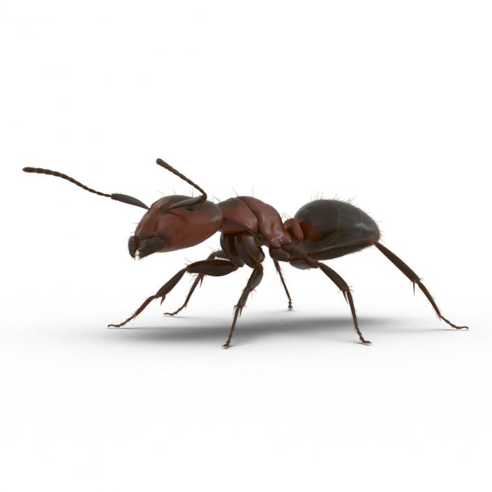 3D Red Ant with Fur Rigged model