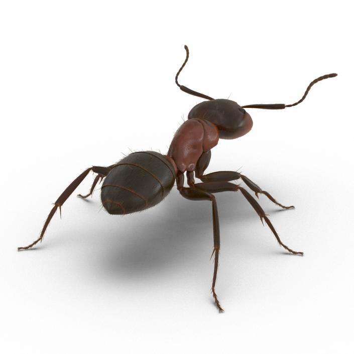 3D Red Ant with Fur Rigged model