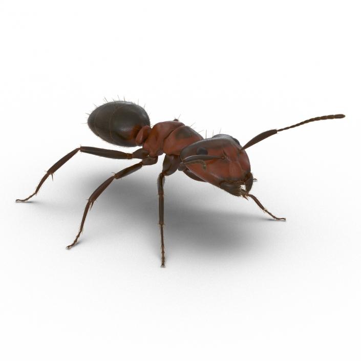 3D Red Ant with Fur Rigged model