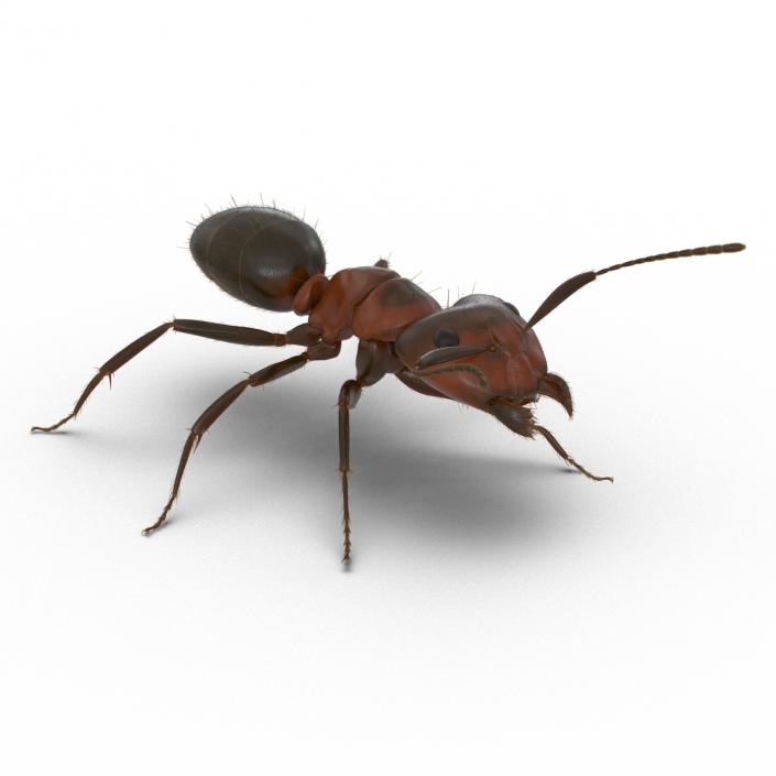 3D Red Ant with Fur Rigged model