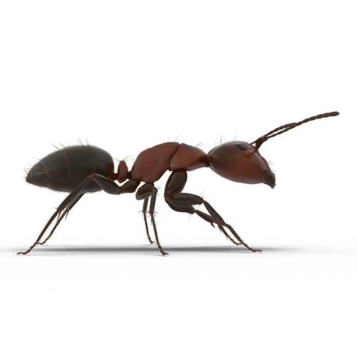 3D Red Ant with Fur Rigged model