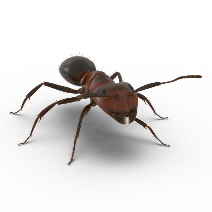 3D Red Ant with Fur Rigged model