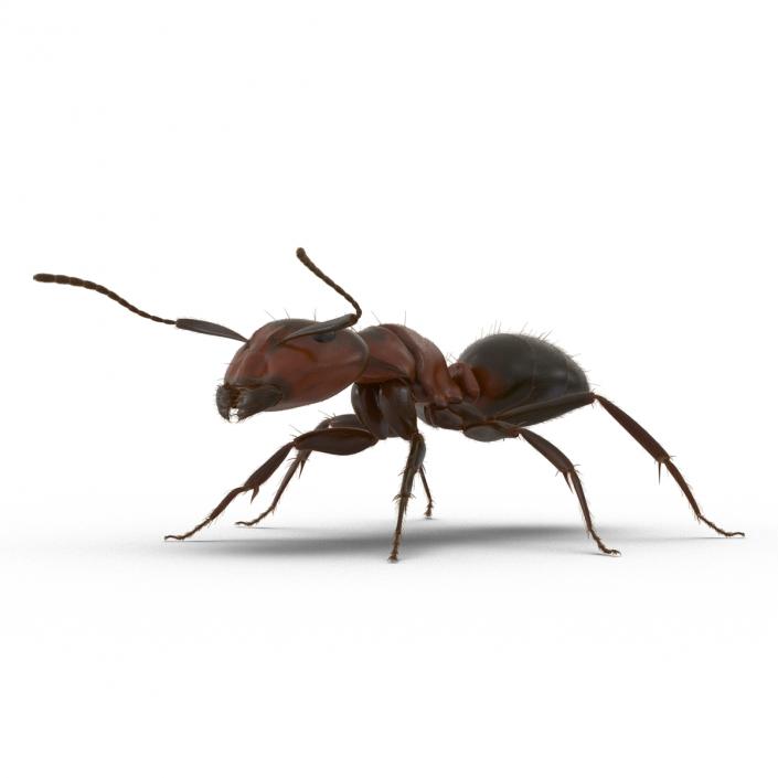 3D Red Ant with Fur Rigged model