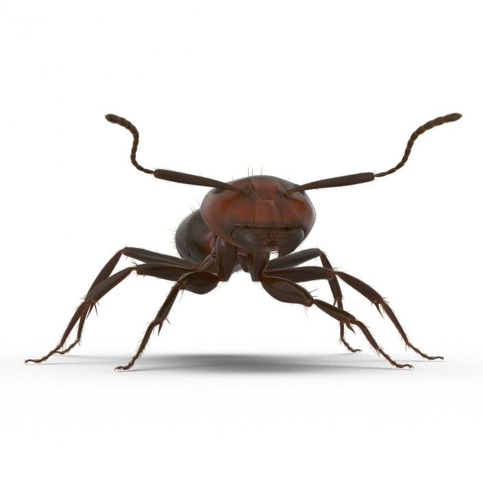 3D Red Ant with Fur Rigged model