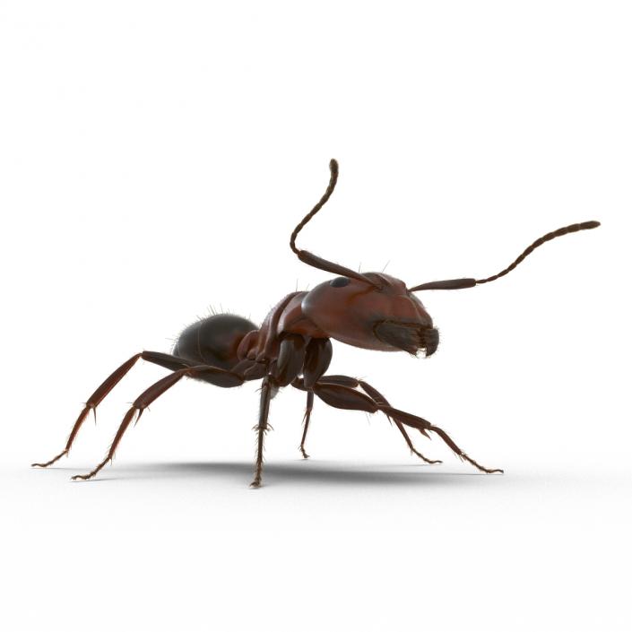 3D Red Ant with Fur Rigged model