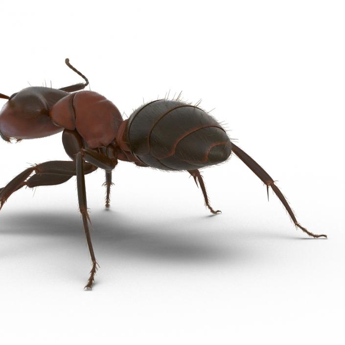 3D Red Ant with Fur Rigged model