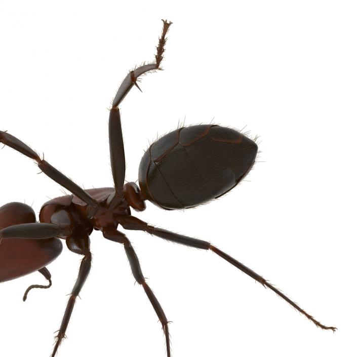 3D Red Ant with Fur Rigged model