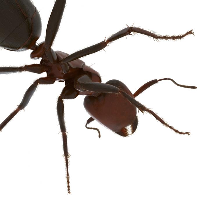 3D Red Ant with Fur Rigged model