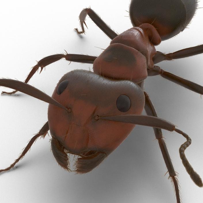 3D Red Ant with Fur Rigged model