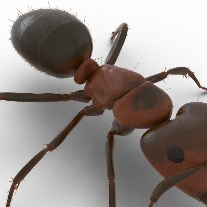 3D Red Ant with Fur Rigged model