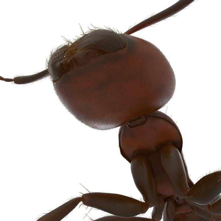 3D Red Ant with Fur Rigged model