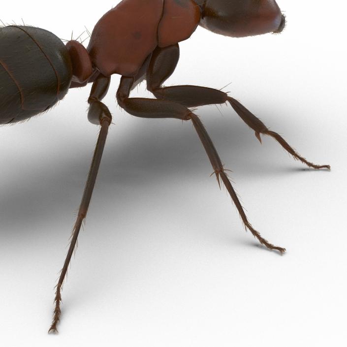 3D Red Ant with Fur Rigged model