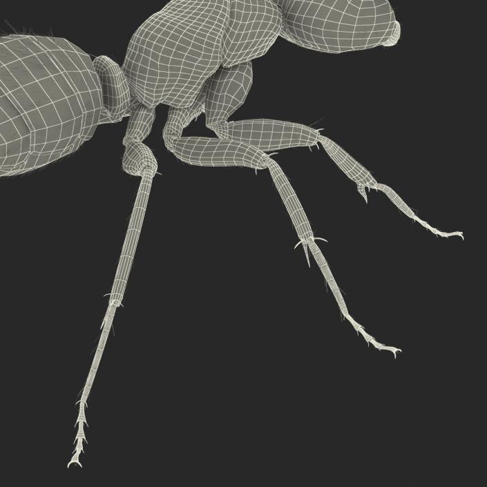 3D Red Ant with Fur Rigged model