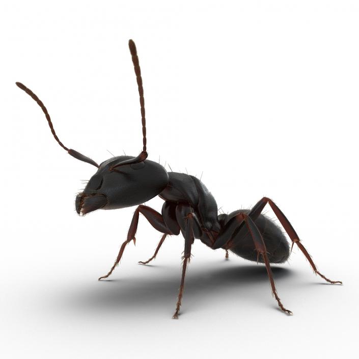 3D Black Ant Pose 2