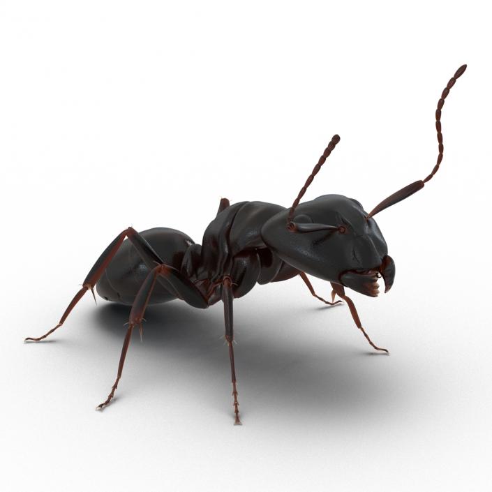 3D Black Ant Pose 2