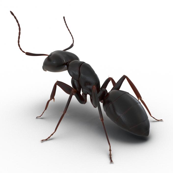 3D Black Ant Pose 2