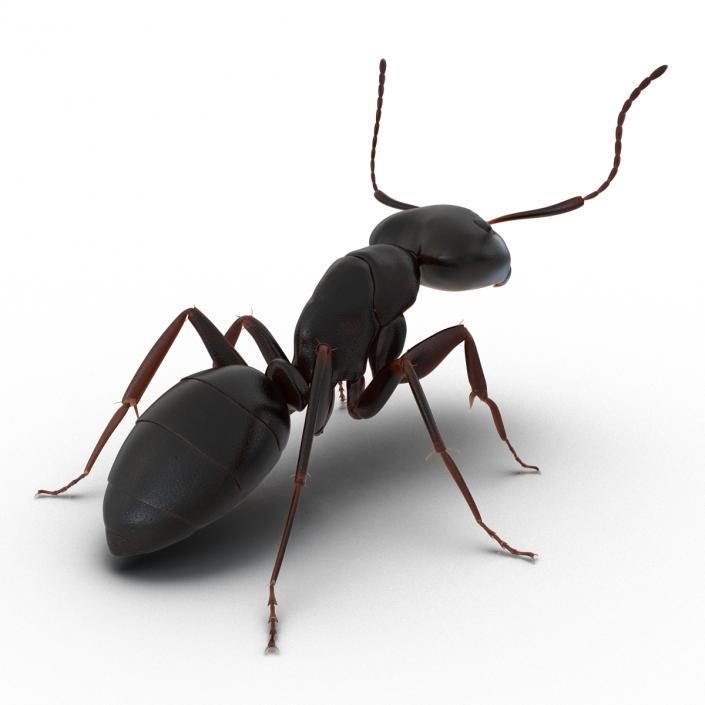 3D Black Ant Pose 2