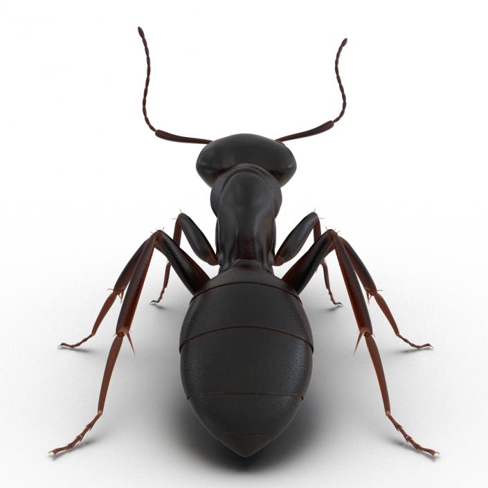 3D Black Ant Pose 2