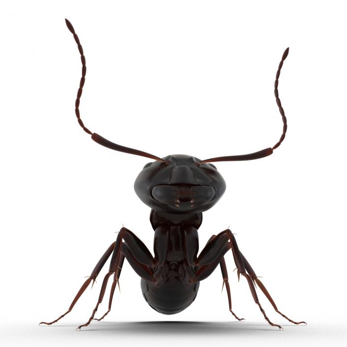 3D Black Ant Pose 2