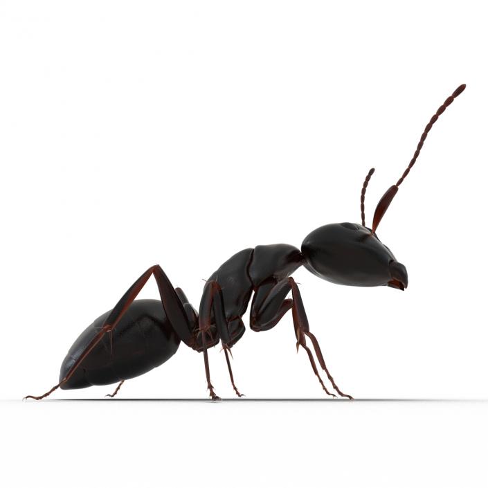 3D Black Ant Pose 2