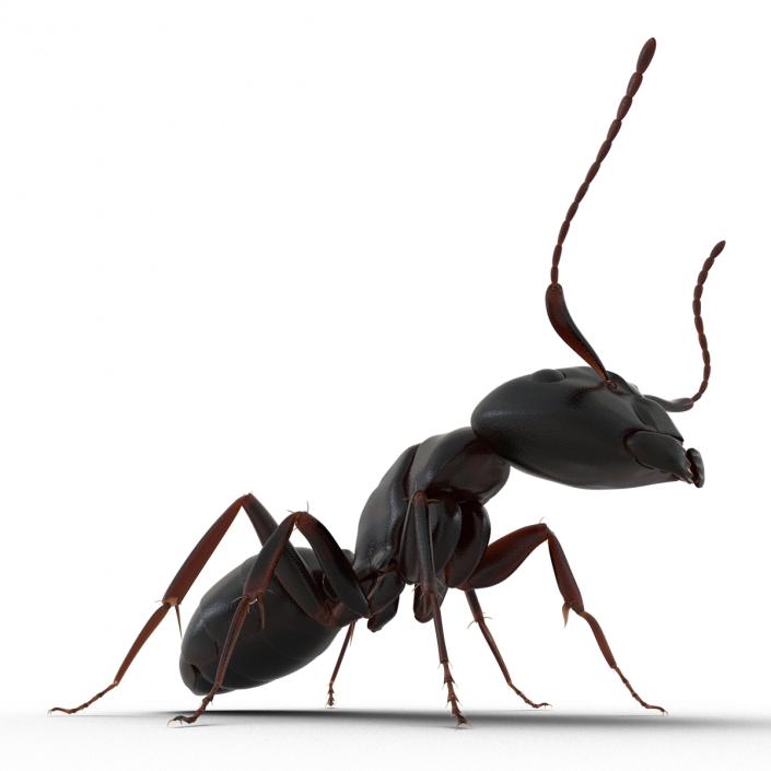 3D Black Ant Pose 2