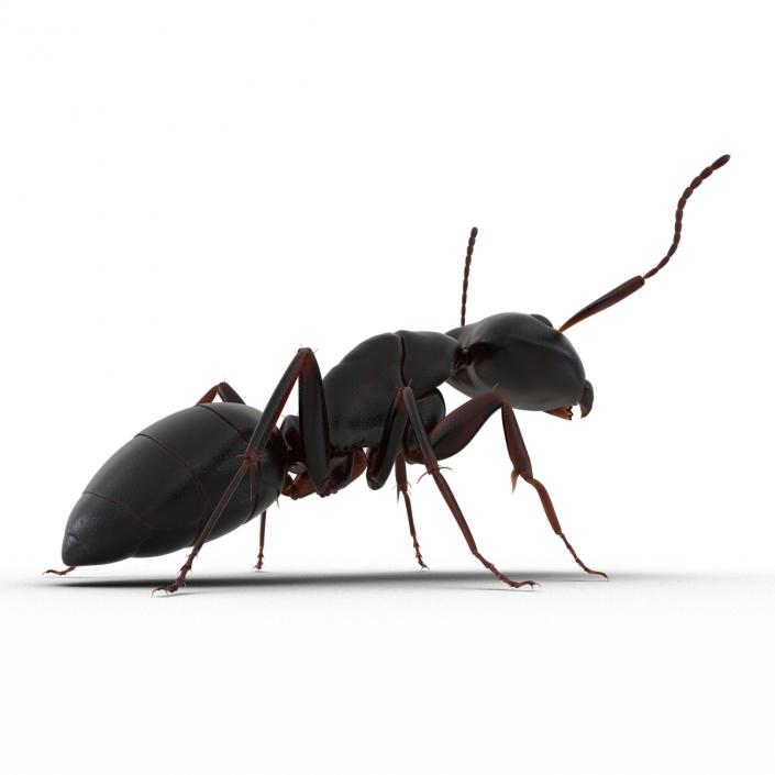 3D Black Ant Pose 2