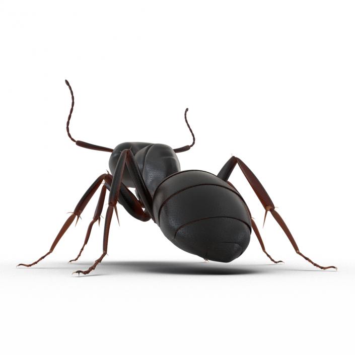 3D Black Ant Pose 2