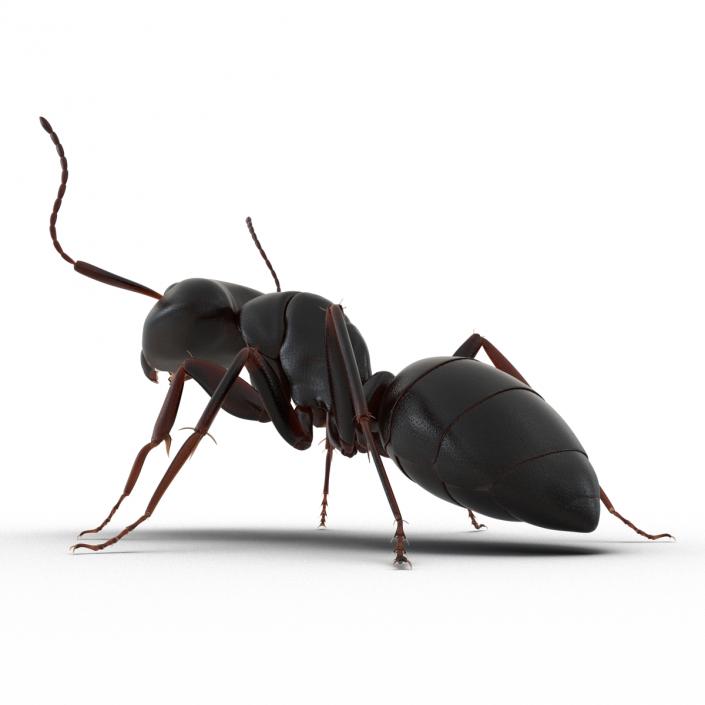 3D Black Ant Pose 2