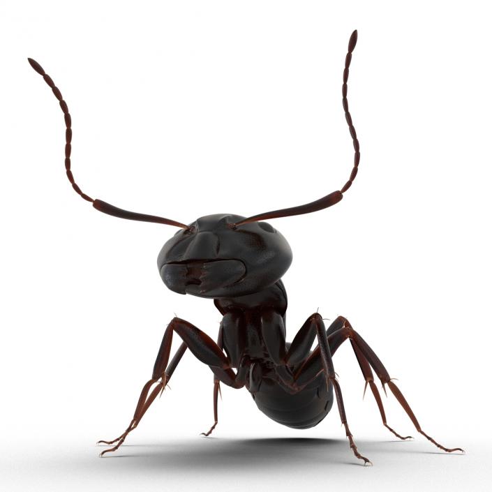 3D Black Ant Pose 2