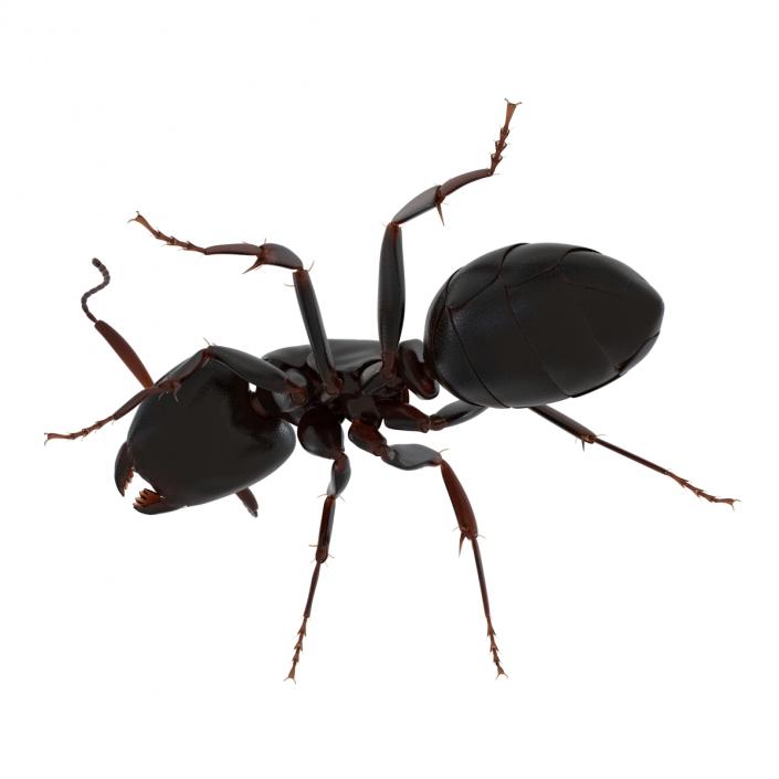 3D Black Ant Pose 2