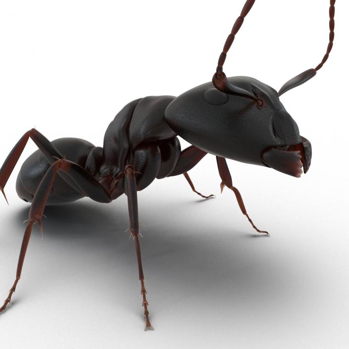 3D Black Ant Pose 2