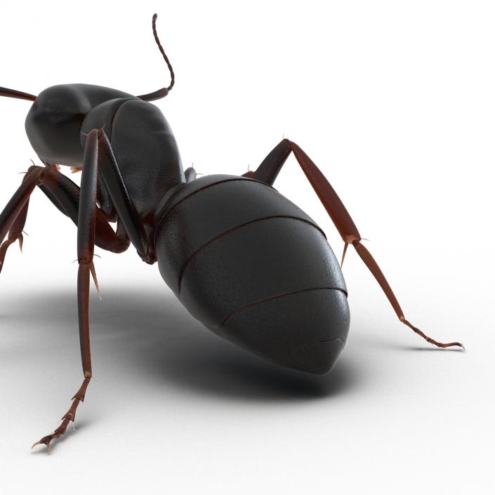 3D Black Ant Pose 2