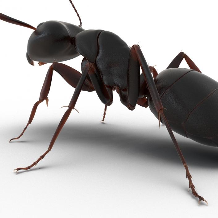 3D Black Ant Pose 2