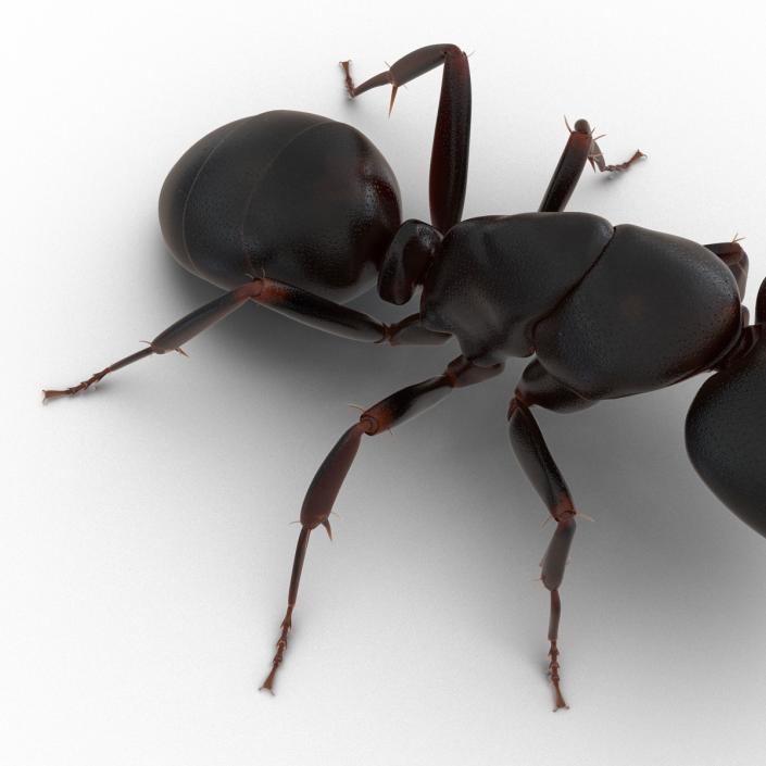 3D Black Ant Pose 2