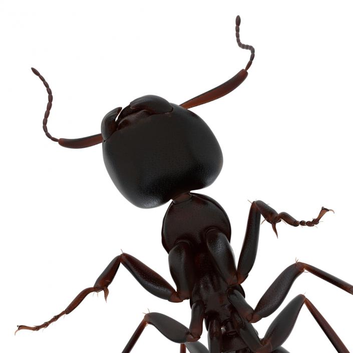 3D Black Ant Pose 2