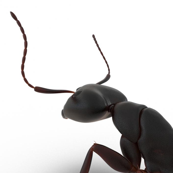 3D Black Ant Pose 2