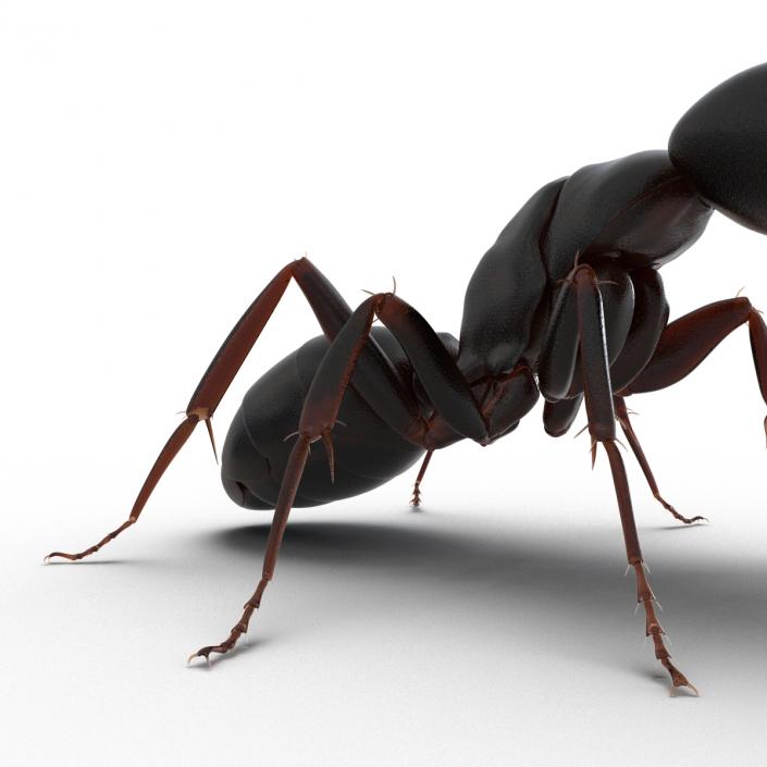 3D Black Ant Pose 2