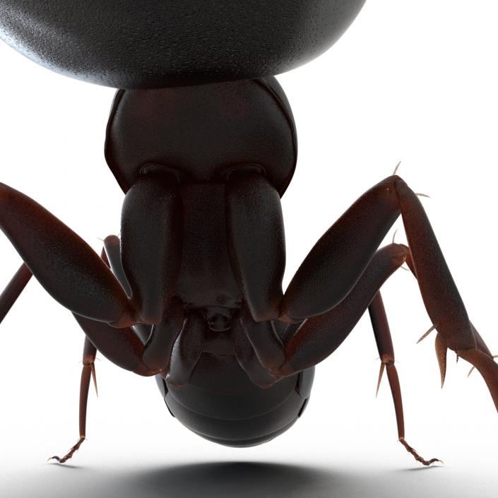 3D Black Ant Pose 2