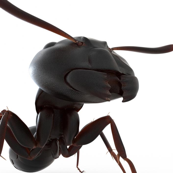 3D Black Ant Pose 2