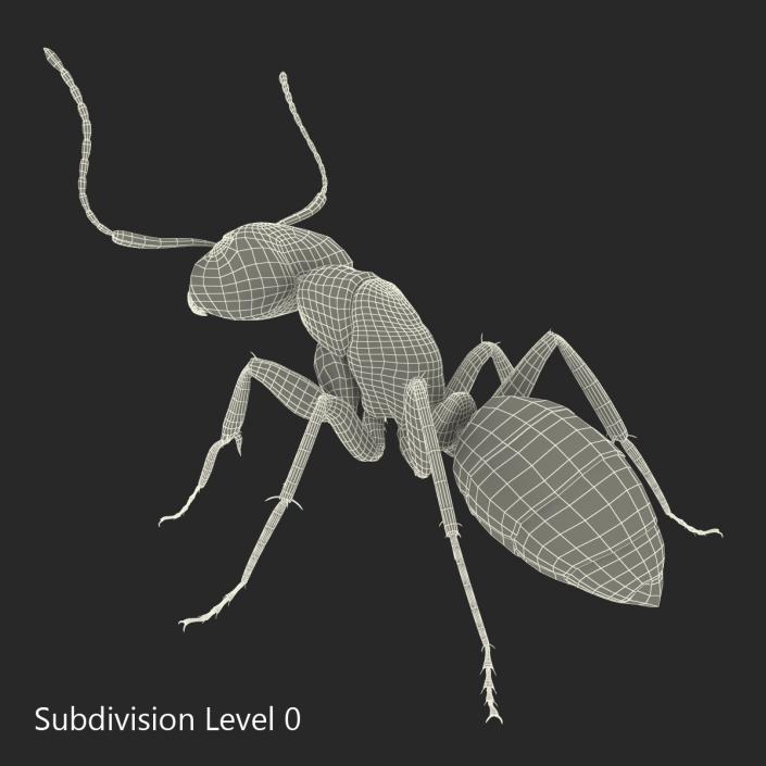 3D Black Ant Pose 2