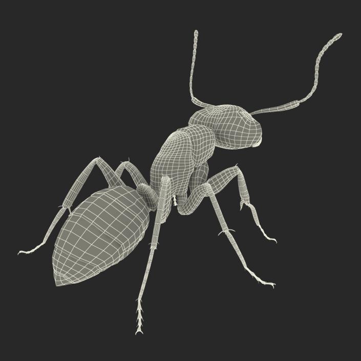 3D Black Ant Pose 2