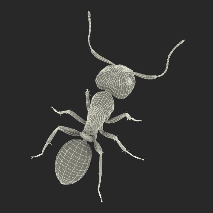 3D Black Ant Pose 2