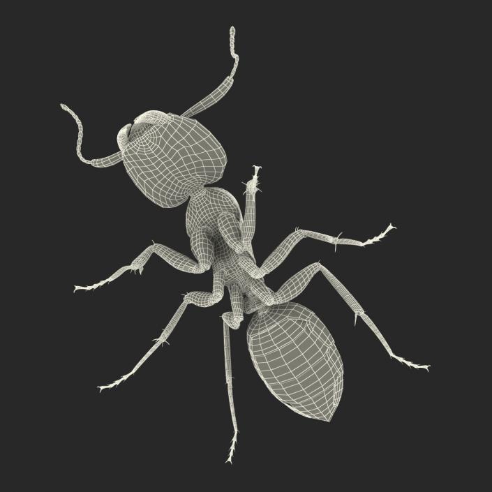 3D Black Ant Pose 2